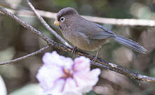 Paradoxornis tridactyle