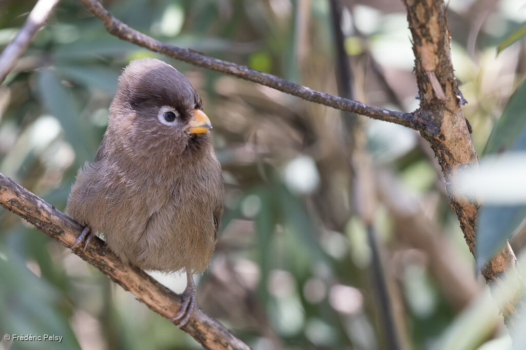 Three-toed Parrotbill