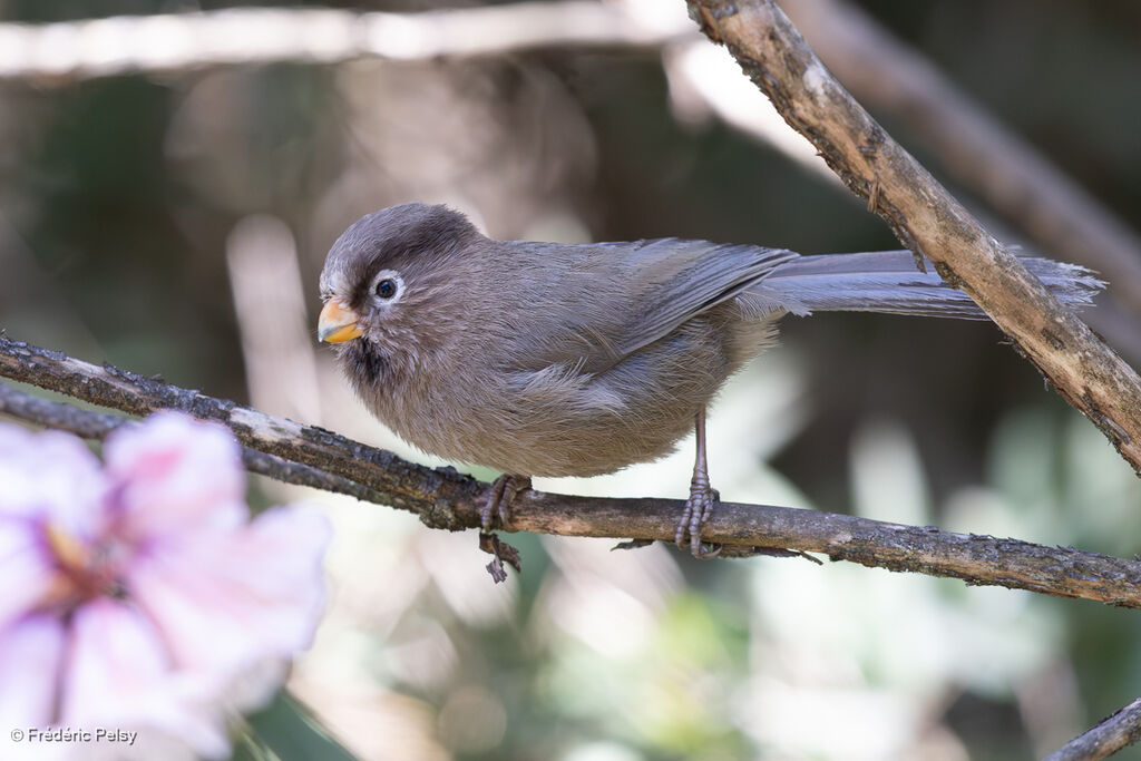 Three-toed Parrotbill
