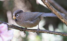 Paradoxornis tridactyle