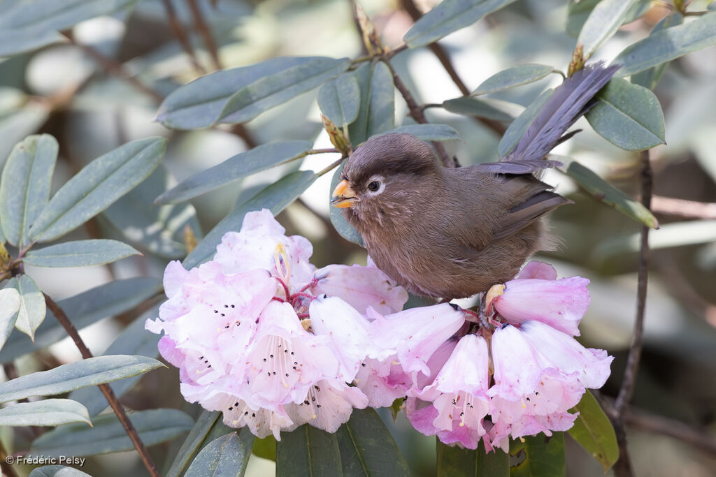 Three-toed Parrotbill