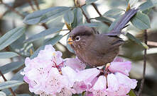 Paradoxornis tridactyle