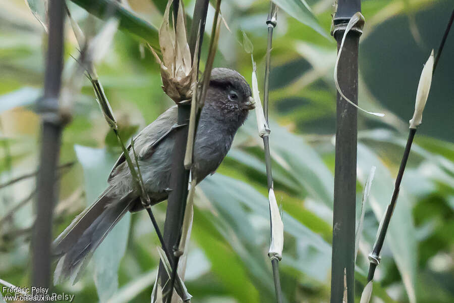 Paradoxornis unicolore