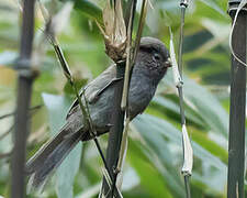 Brown Parrotbill