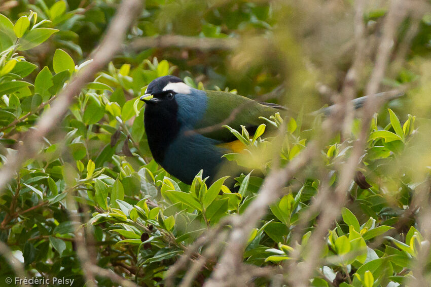 Eastern Crested Berrypeckeradult