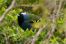 Crested Berrypecker