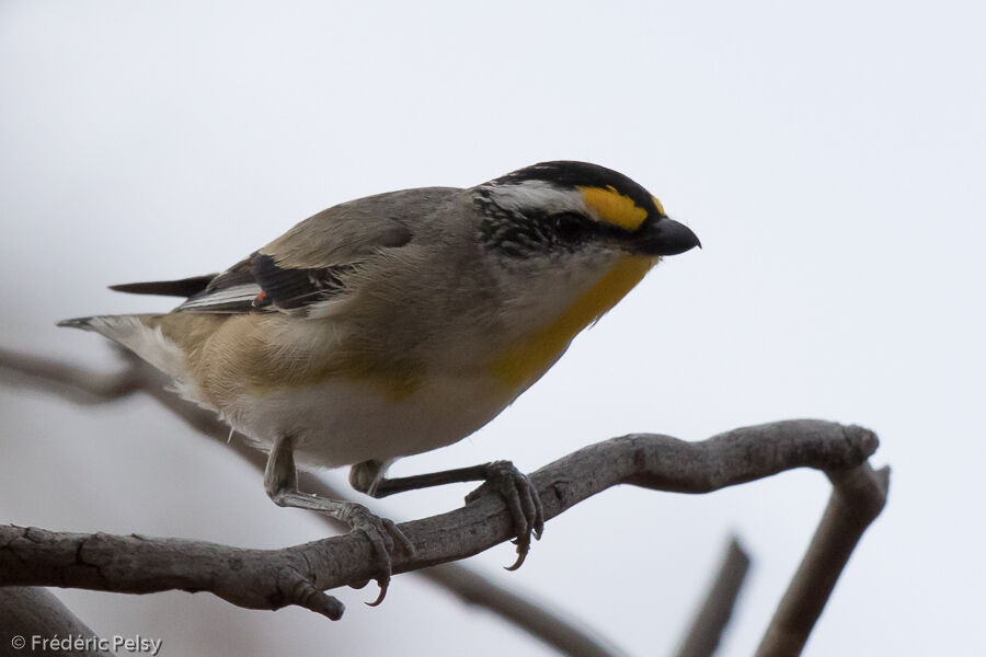 Pardalote à point jaune