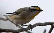 Pardalote à point jaune