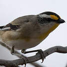 Pardalote à point jaune