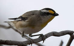 Pardalote à point jaune