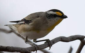 Striated Pardalote