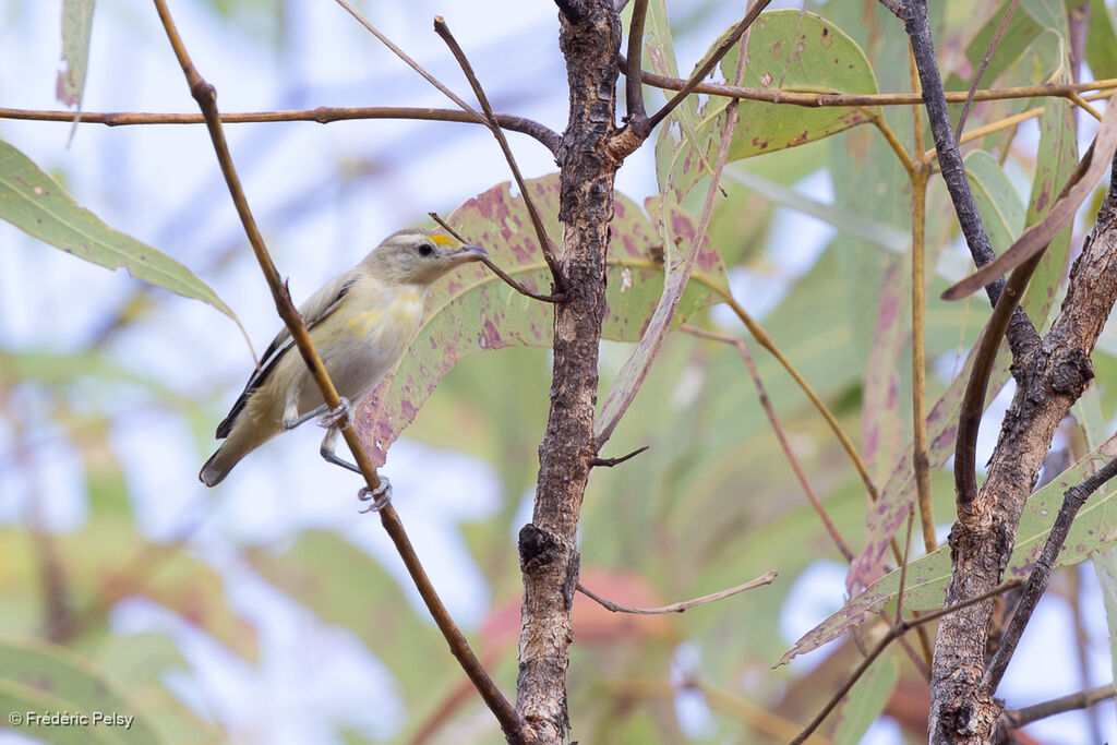 Pardalote à point jaunejuvénile