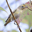 Pardalote à point jaune