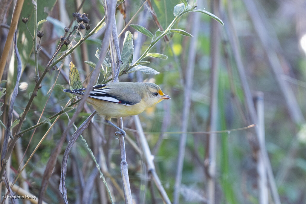 Pardalote à point jaune