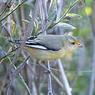 Pardalote à point jaune