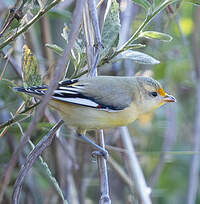 Pardalote à point jaune