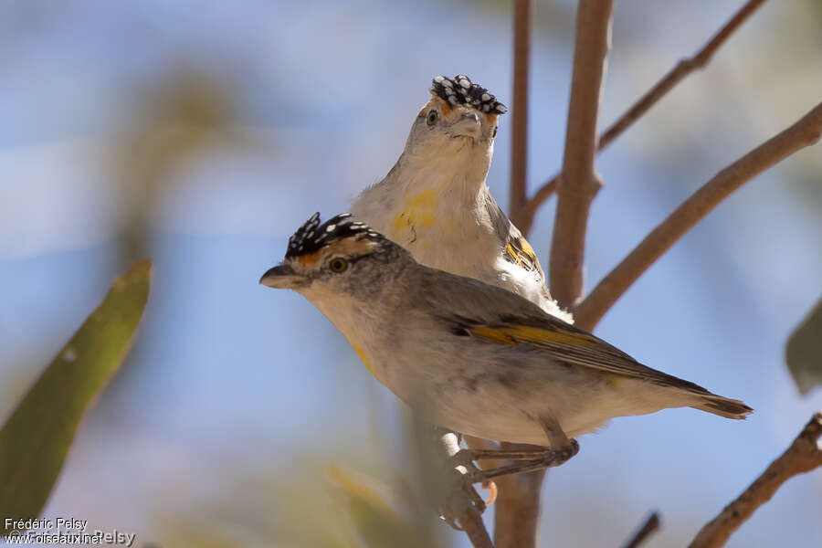 Pardalote à sourcils rougesadulte