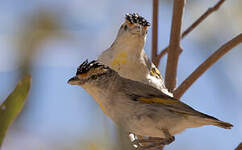 Pardalote à sourcils rouges