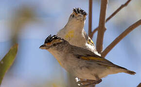 Pardalote à sourcils rouges