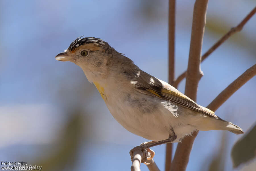 Pardalote à sourcils rougesadulte