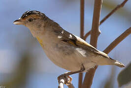 Red-browed Pardalote