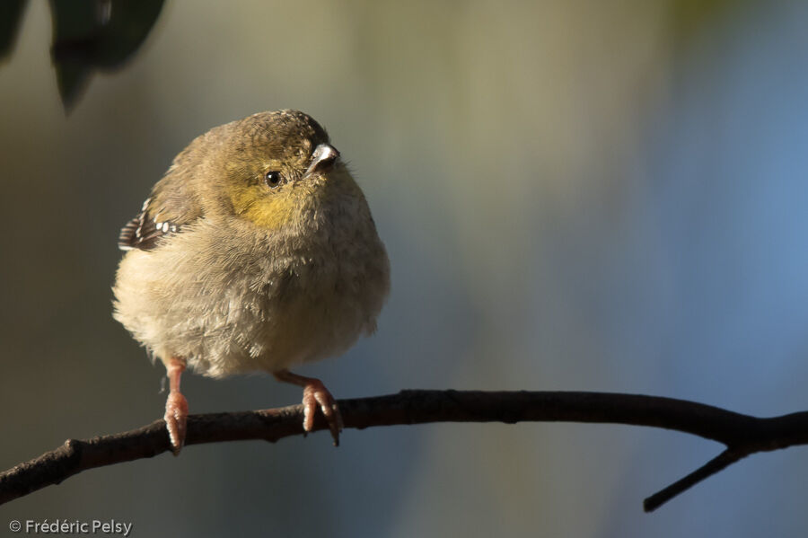 Forty-spotted Pardalote