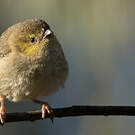 Pardalote de Tasmanie