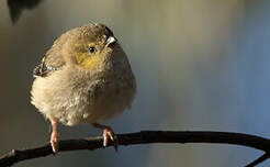 Pardalote de Tasmanie