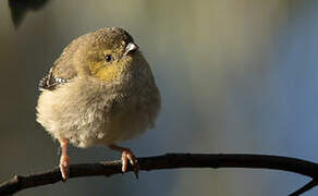 Forty-spotted Pardalote