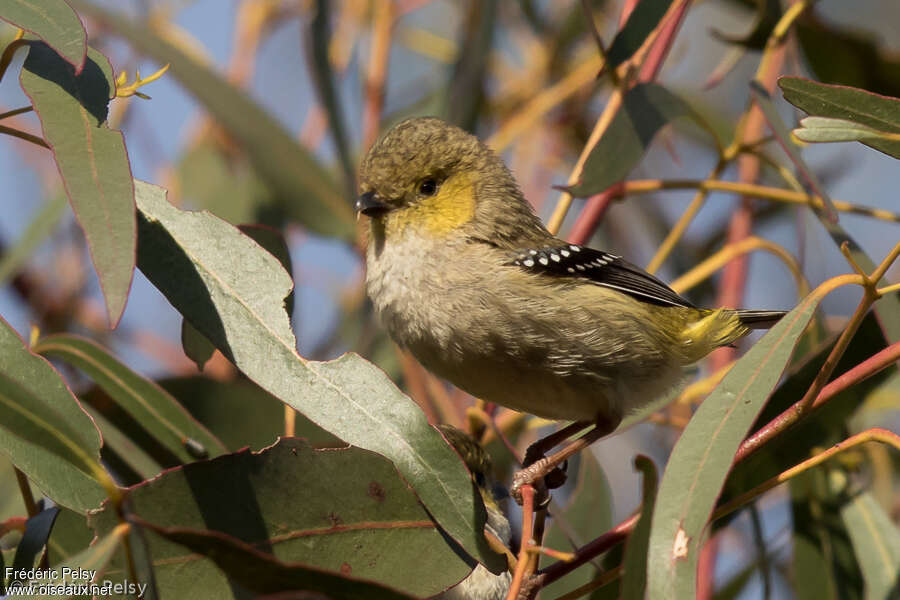 Forty-spotted Pardaloteadult