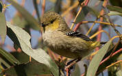 Pardalote de Tasmanie