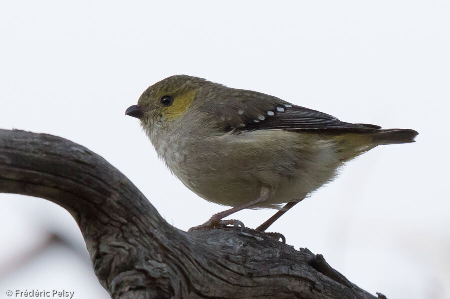 Pardalote de Tasmanie