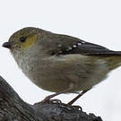 Pardalote de Tasmanie