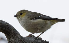 Forty-spotted Pardalote