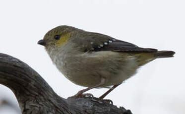 Pardalote de Tasmanie