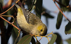 Pardalote de Tasmanie