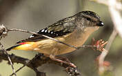 Pardalote pointillé