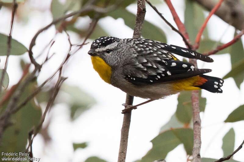 Spotted Pardalote male adult, identification