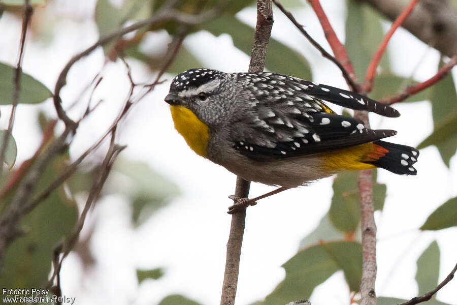 Pardalote pointillé mâle adulte, identification