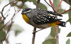 Pardalote pointillé