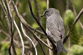 Layard's Warbler