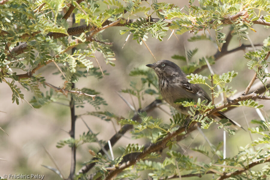 Chestnut-vented Warbleradult