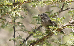 Chestnut-vented Warbler