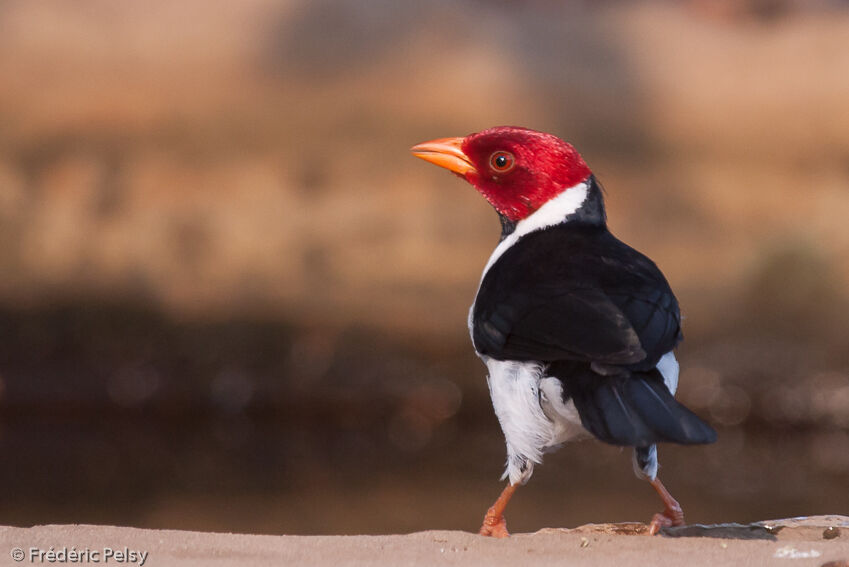 Yellow-billed Cardinaladult