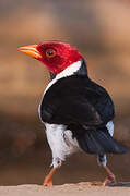 Yellow-billed Cardinal