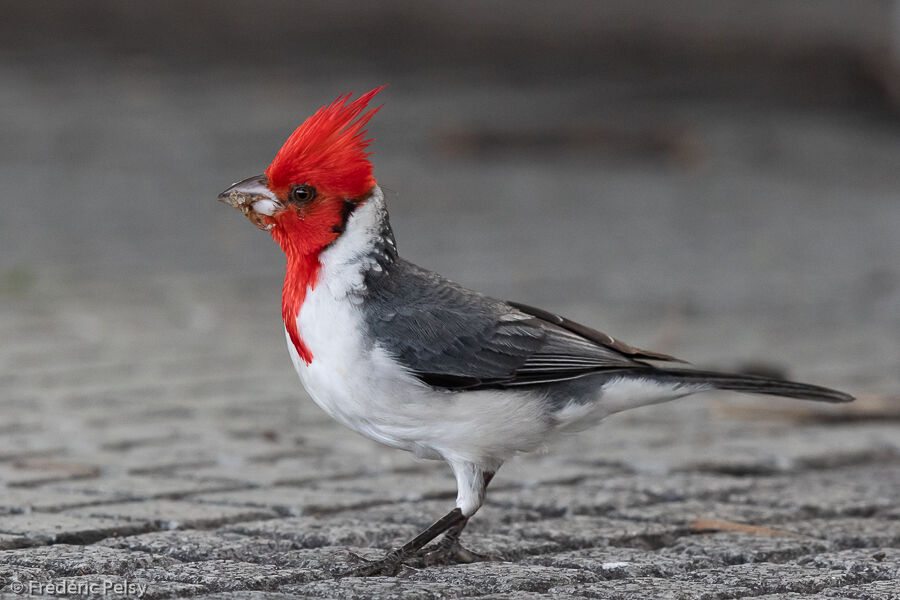 Red-crested Cardinal