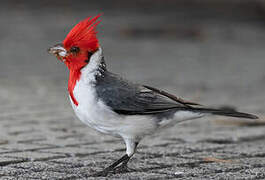 Red-crested Cardinal