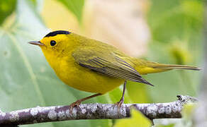 Wilson's Warbler