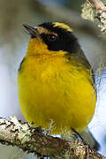 Yellow-crowned Whitestart