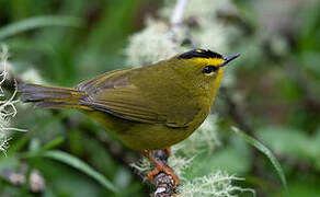 Black-crested Warbler